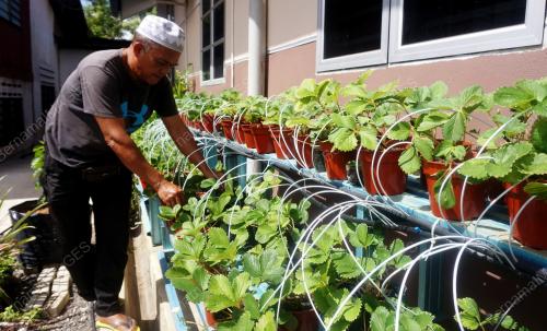 ANAK POKOK STRAWBERI