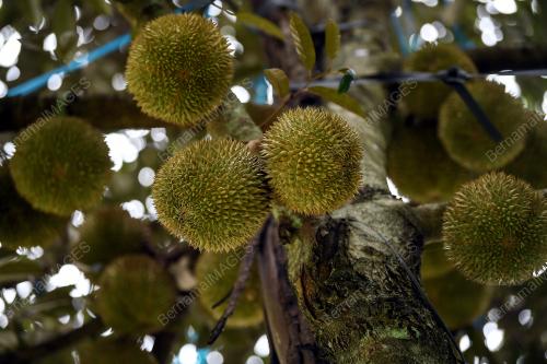 DUSUN DURIAN
