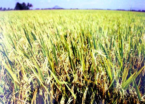 KD02_18022016_SAWAH