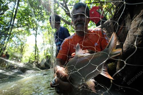 LAK LAY (HAMBAT IKAN DALAM SUNGAI)