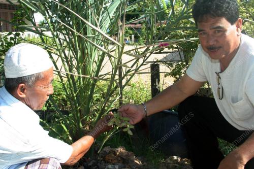 BUAH KURMA