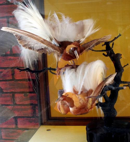 BURUNG CENDERAWASIH