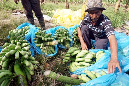 KD02_20032018_PISANG