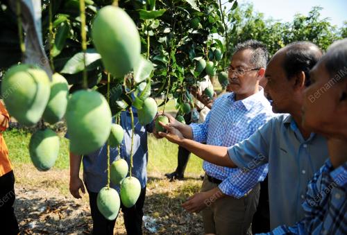 KD02_20052015_MANGGA