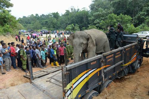 KD02_20082019_GAJAH_BN201908198536