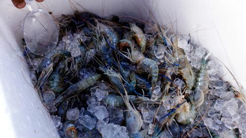 UDANG GALAH VIRAL RM1