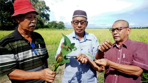 PESAWAH BANTAH KENAIKAN UPAH MENUAI