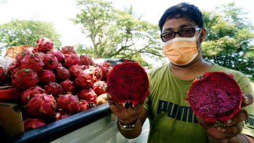 BUAH NAGA PILIHAN DI MUSIM PANDEMIK