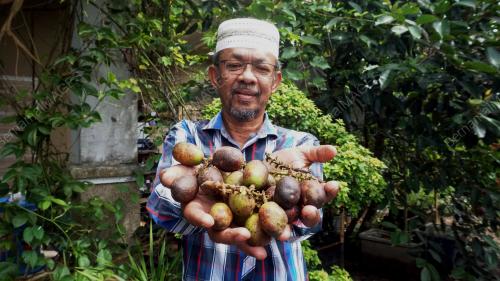 POKOK BUAH MATOA UNIK