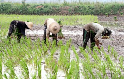 KD02_24062015_PETANI