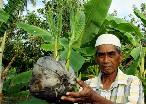 KD02_25012013_KELAPA_TUNAS