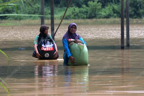BANJIR DI POKOK SENA