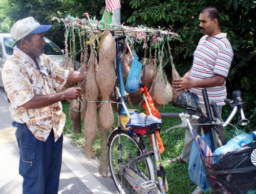 SARANG BURUNG TIAK