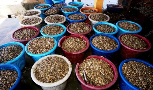 JETI PENDARATAN SIPUT SALA
