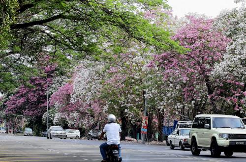 KD03_03042014_SAKURA_M_SIA