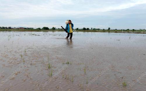 PETANI