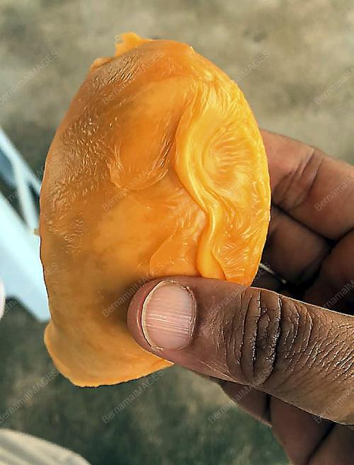 KD03_03082017_DURIAN_DURI_HITAM