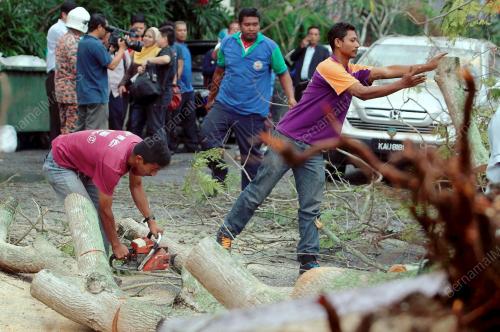 KD03_03112014_POKOK_TUMBANG