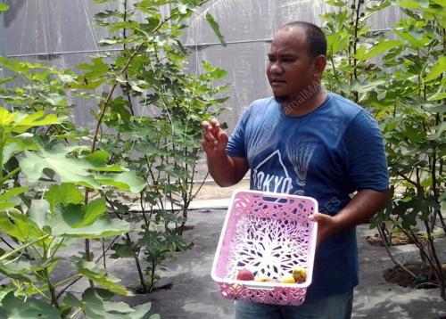 KD03_05062017_BUAH_TIN