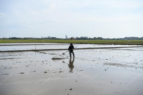 TINJAUAN INSENTIF PEMBAJAKAN PADI