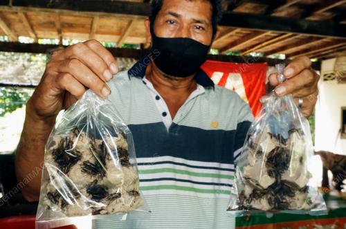 JUAL CENGKERIK JANA PENDAPATAN