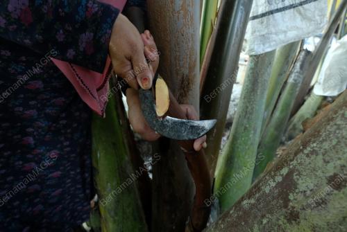 AIR NIRA NIPAH ASLI