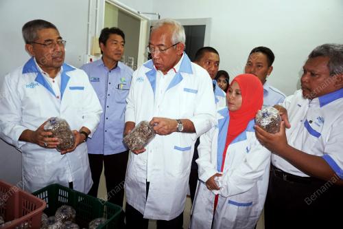 KD03_08102017_CENDAWAN