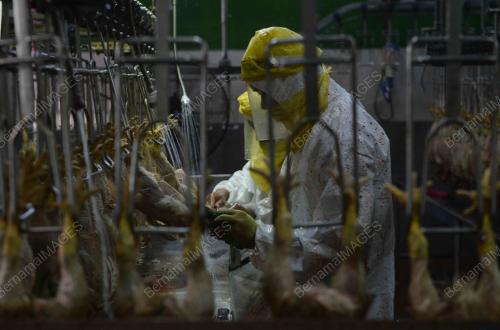 MELAWAT KILANG PEMPROSESSAN AYAM BISMI