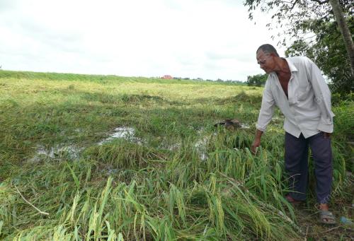 SAWAH MUSNAH