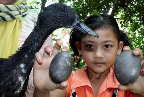 TELUR ITIK BERWARNA HITAM