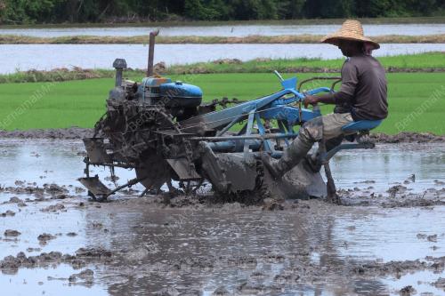 PESAWAH PADI