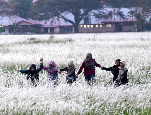 KD03_16032019_BUNGA_LALANG_BN201903163562