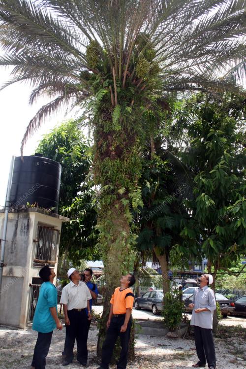 KURMA BALING