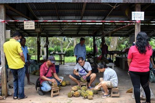 DUSUN DURIAN