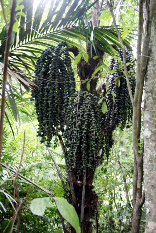 POKOK KABUNG