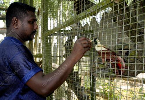 BURUNG CENDERAWASIH