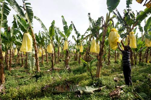 KD03_20032018_PISANG