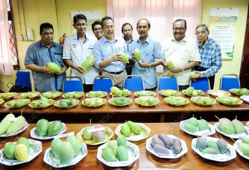 KD03_20052015_MANGGA