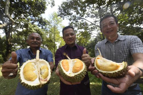 VARIETI DURIAN BARU