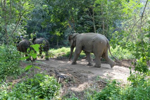 KD03_20082019_GAJAH_BN201908198536_copy