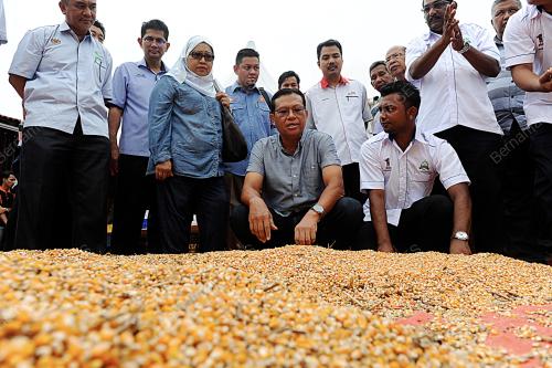 KD03_20112016_JAGUNG