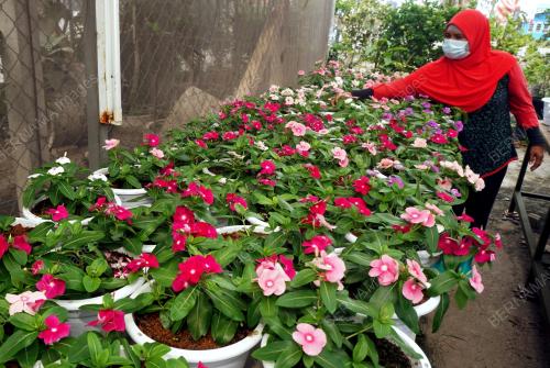 BUNGA VINCA