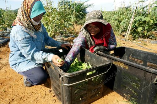 KD03_23042017_PETANI