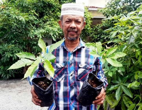 POKOK BUAH MATOA UNIK