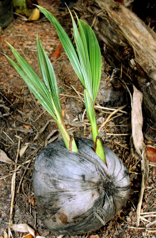 KD03_25012013_KELAPA_TUNAS