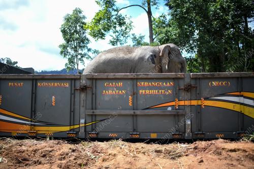 GAJAH LIAR