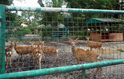 KD03_31052012_ZOO2