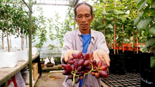 ANGGUR MALAYSIA SUBUR