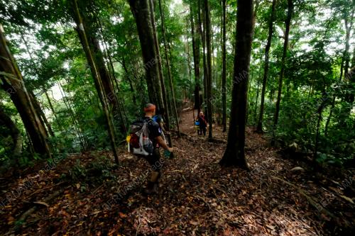 HUTAN_JERAI