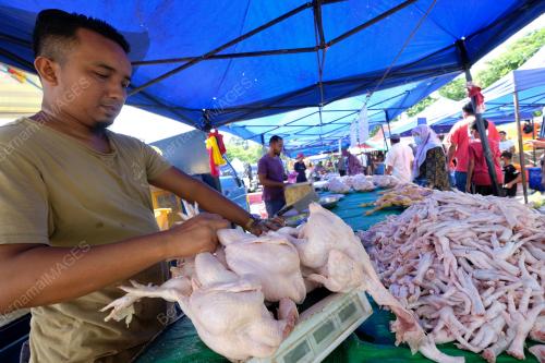 HARGA_AYAM